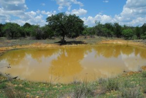 after the rain 005 (800x536)