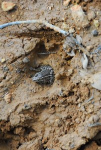 after the rain 014 (536x800)