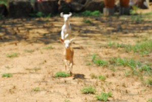 after the rain 017 (800x536)