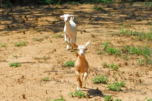 after the rain 018 (800x536)
