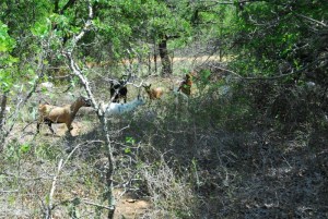 after the rain 023 (800x536)