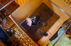 missy&babies+ 026 (800x522)