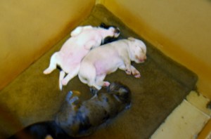 mostlypups 005 (800x536)