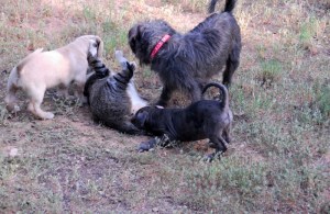 grand daughter Zoe + new pups etc 022 (800x522)