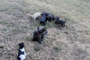 grand daughter Zoe + new pups etc 040 (800x536) - Copy