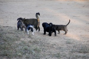 grand daughter Zoe + new pups etc 046 (800x529) - Copy